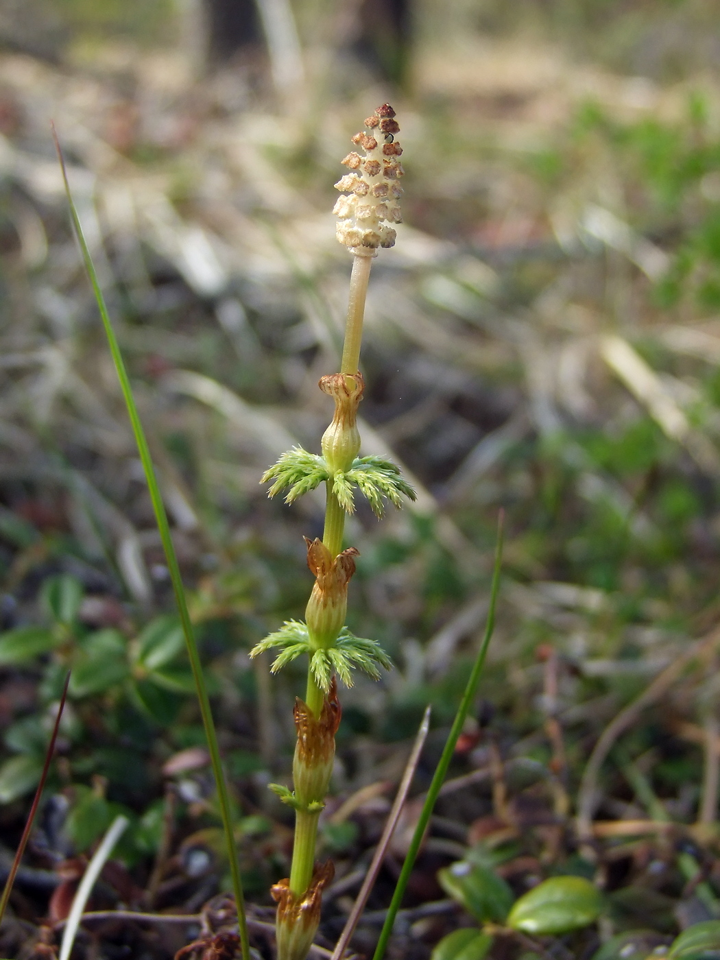 Image of Equisetum sylvaticum specimen.