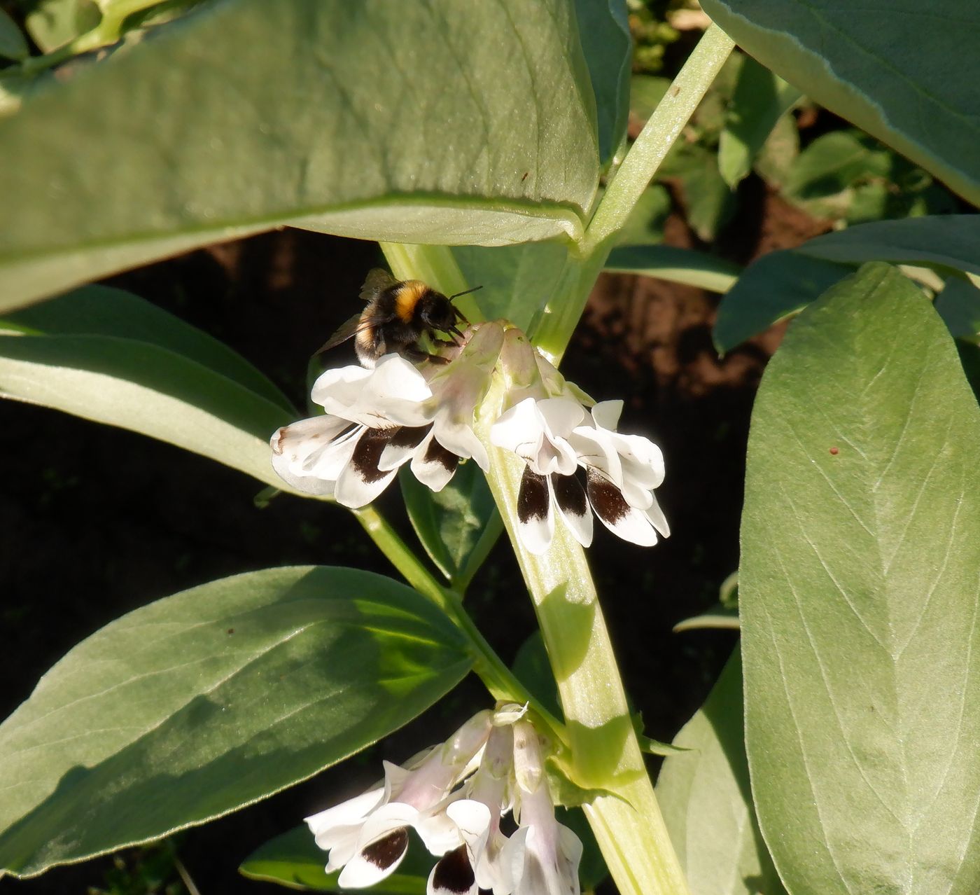 Изображение особи Vicia faba.