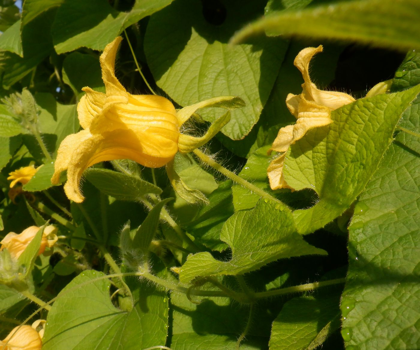 Image of Thladiantha dubia specimen.