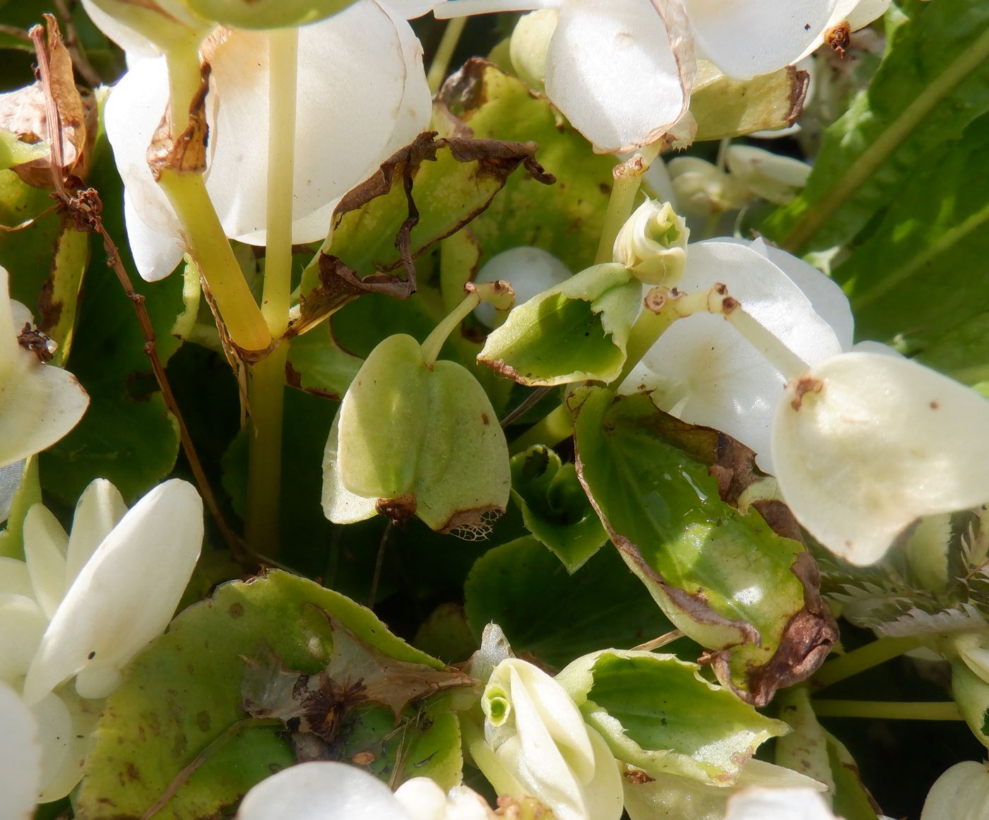 Image of Begonia &times; hortensis specimen.