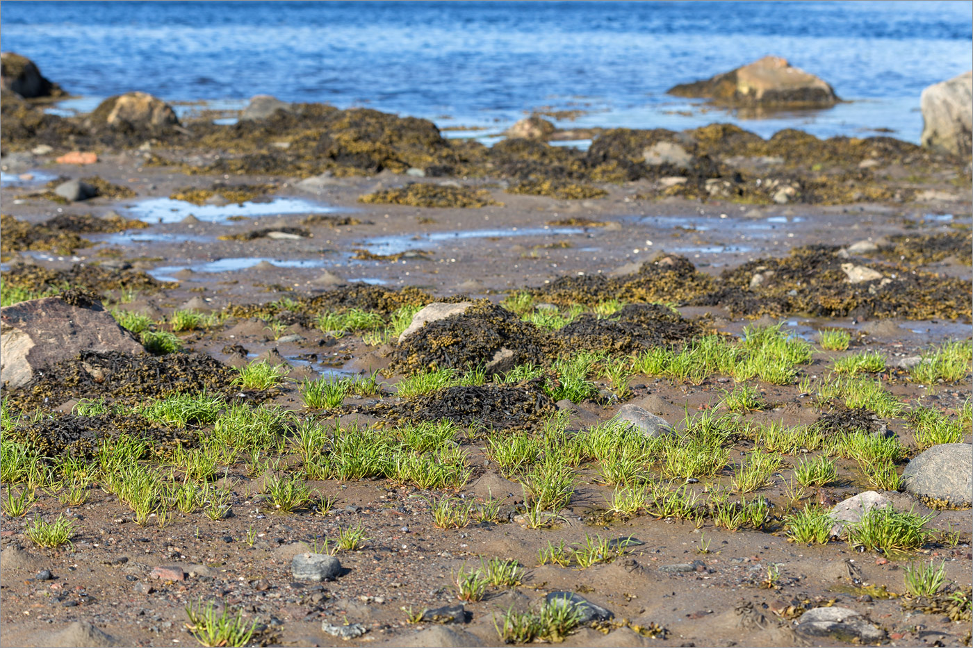 Image of Tripolium pannonicum ssp. tripolium specimen.