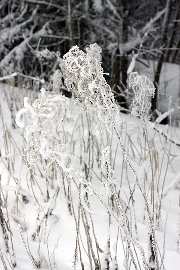 Изображение особи Chamaenerion angustifolium.