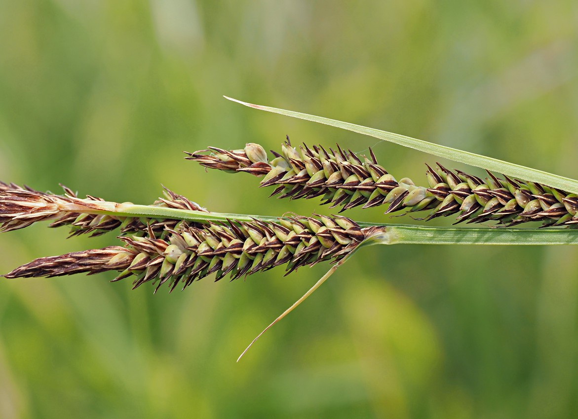 Изображение особи Carex elata.