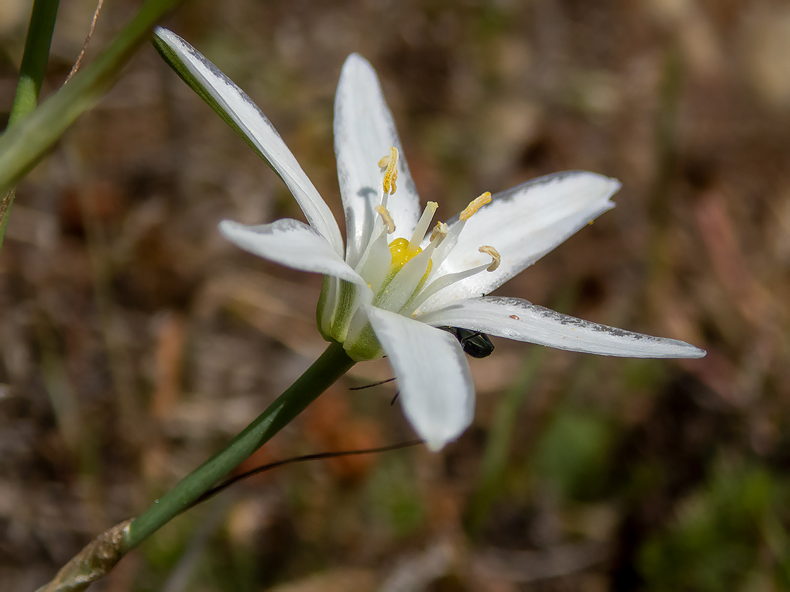 Изображение особи Ornithogalum narbonense.