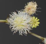 Mimosa aculeaticarpa. Соцветие. Израиль, Шарон, г. Тель-Авив, ботанический сад \"Сад кактусов\". 15.07.2019.