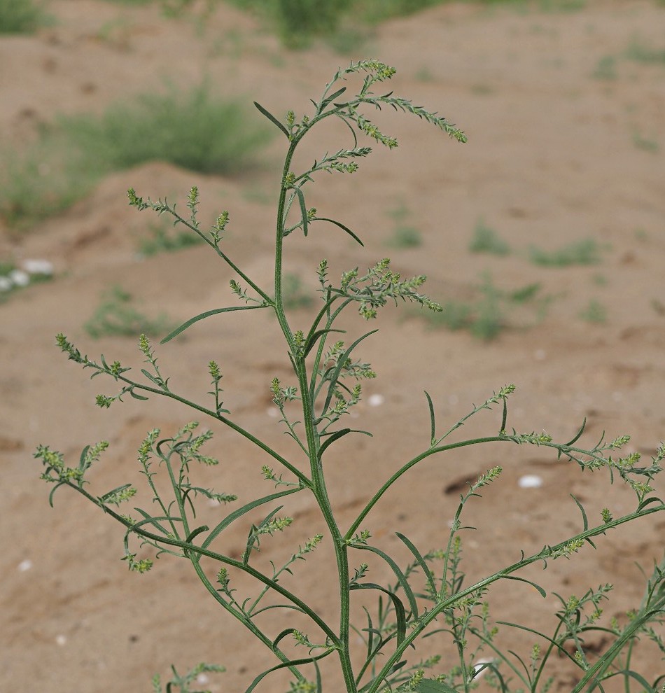 Image of genus Corispermum specimen.