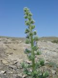 Echium biebersteinii