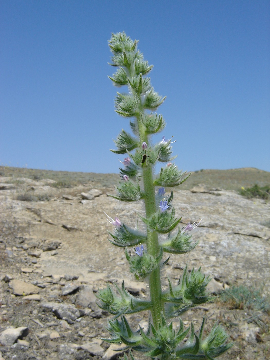 Изображение особи Echium biebersteinii.