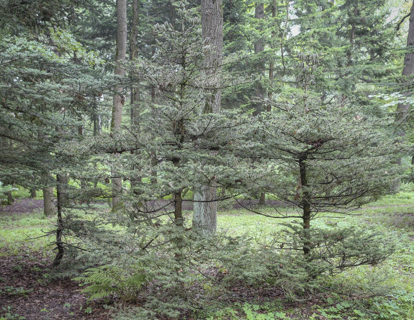 Image of Abies koreana specimen.