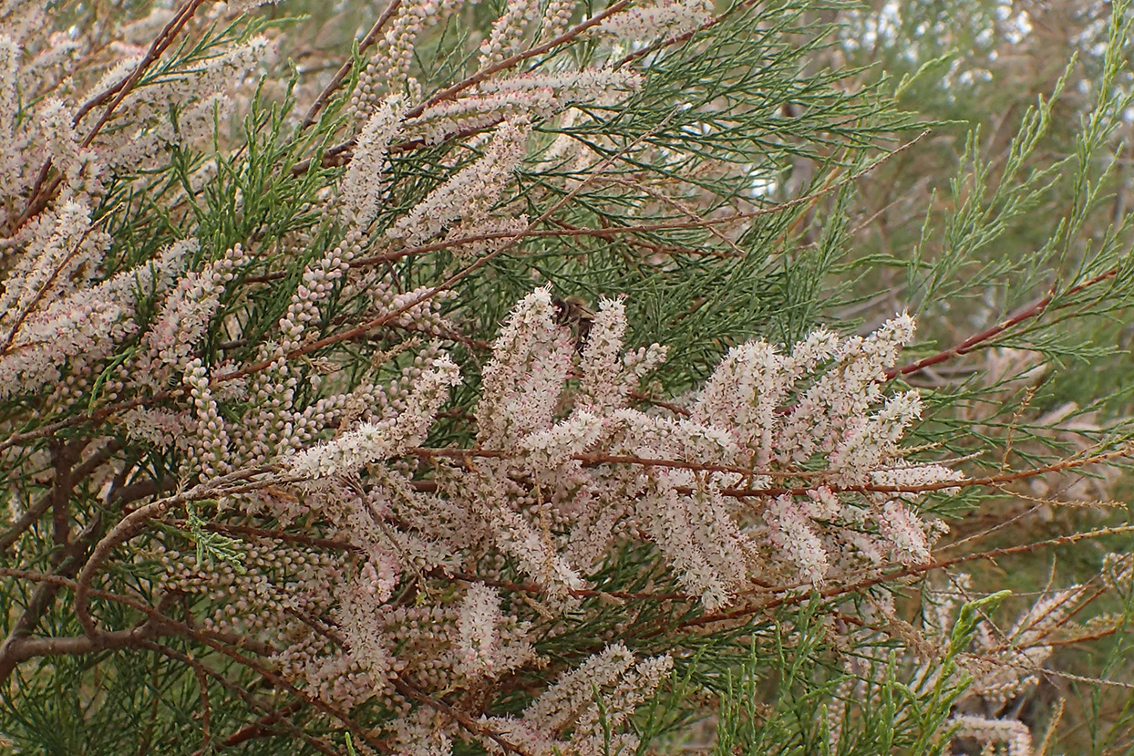 Изображение особи Tamarix smyrnensis.