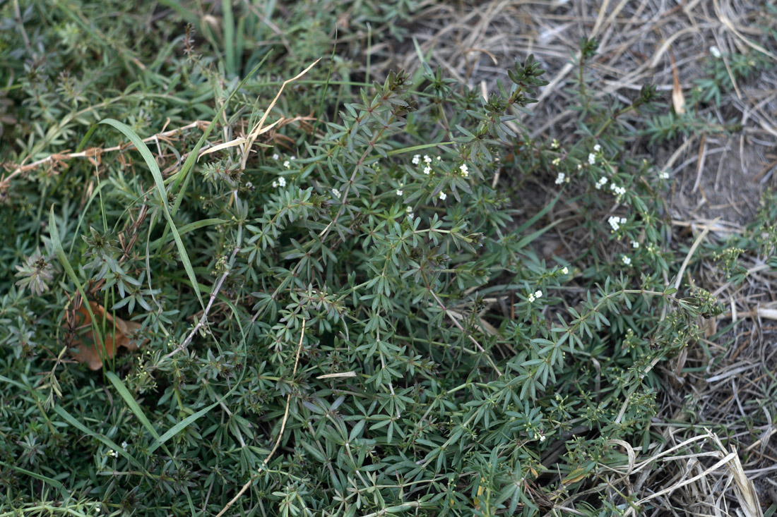 Image of Galium humifusum specimen.