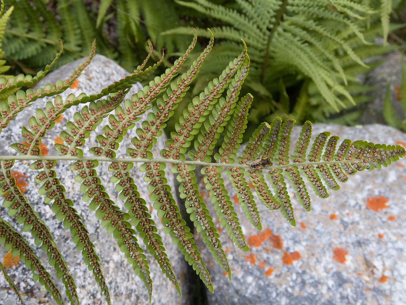 Image of Dryopteris oreades specimen.