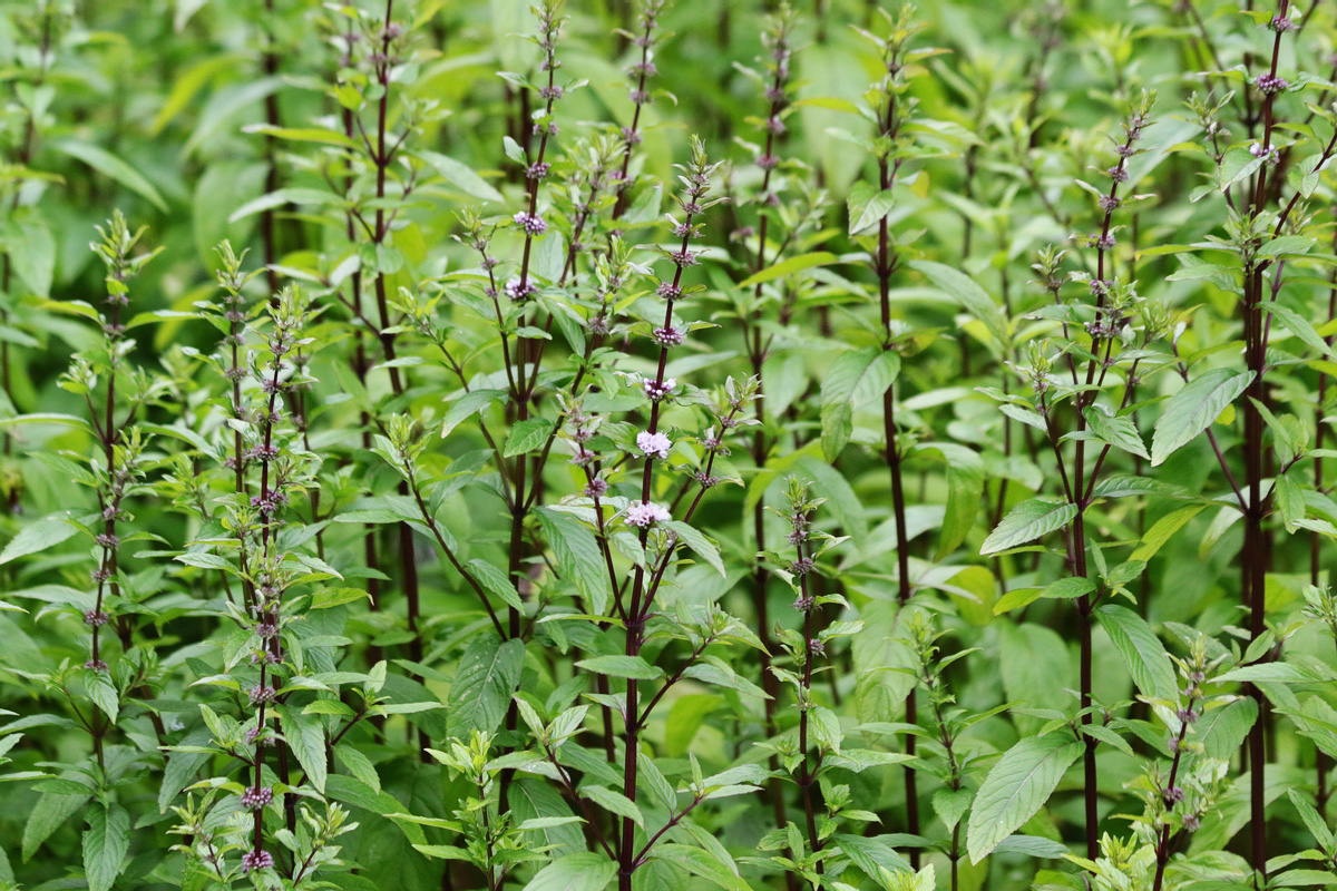 Изображение особи род Mentha.