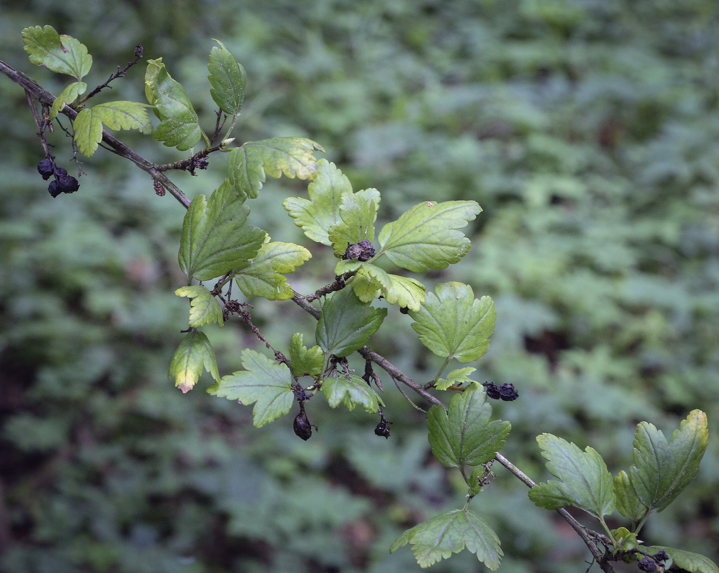 Image of genus Ribes specimen.