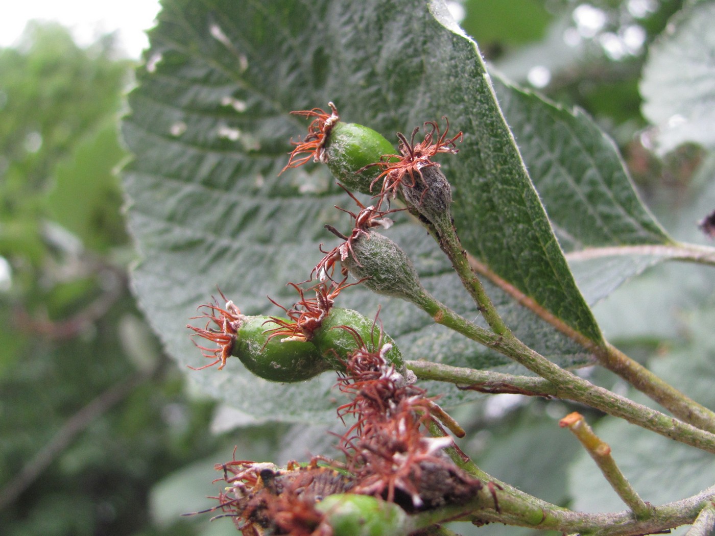 Image of Sorbus caucasica specimen.