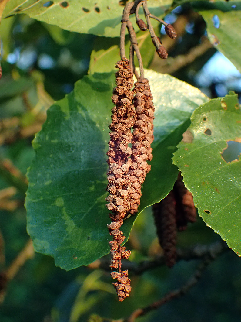 Изображение особи Alnus glutinosa.