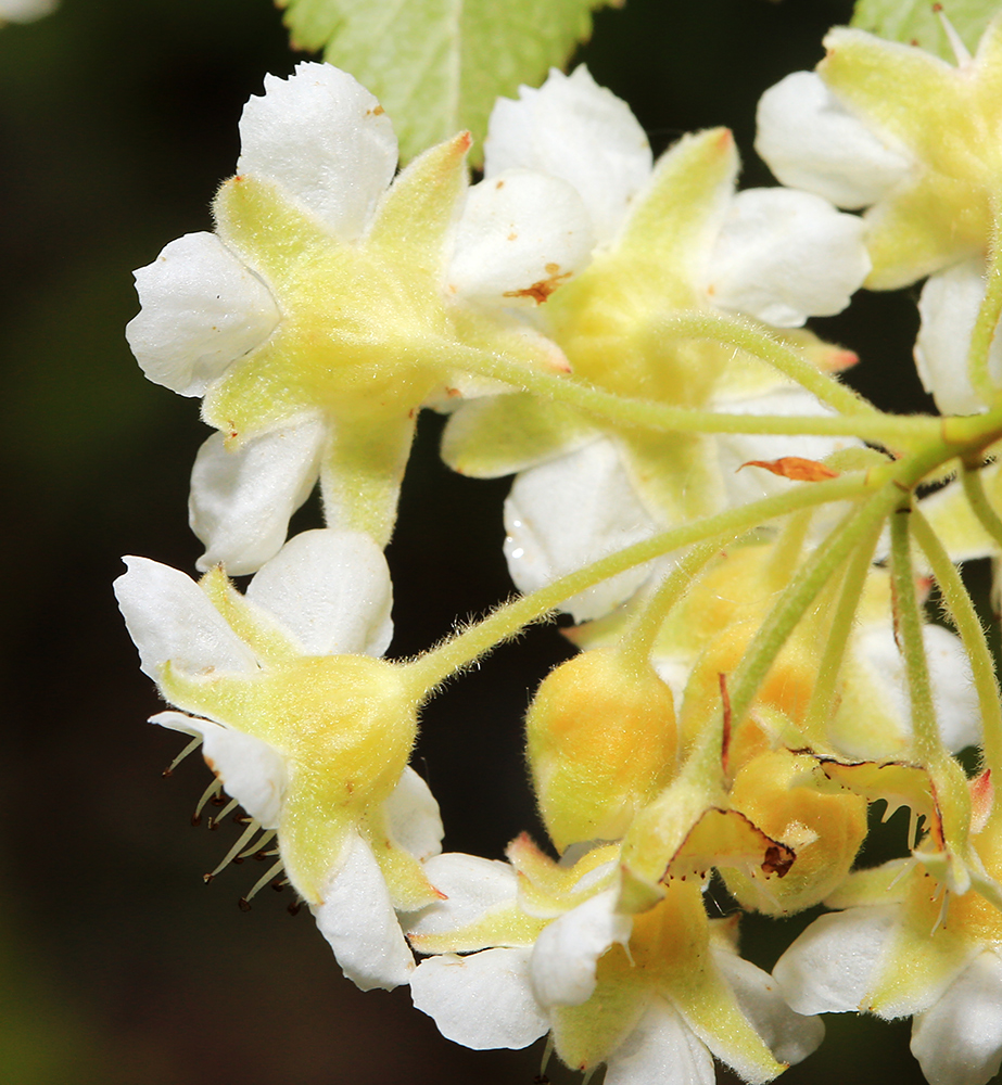 Изображение особи Physocarpus ribesifolia.