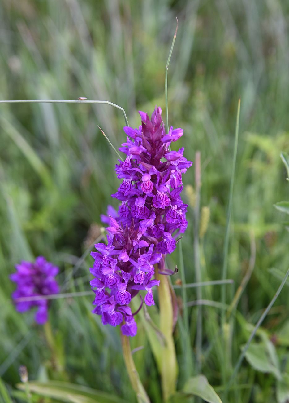 Изображение особи Dactylorhiza euxina.