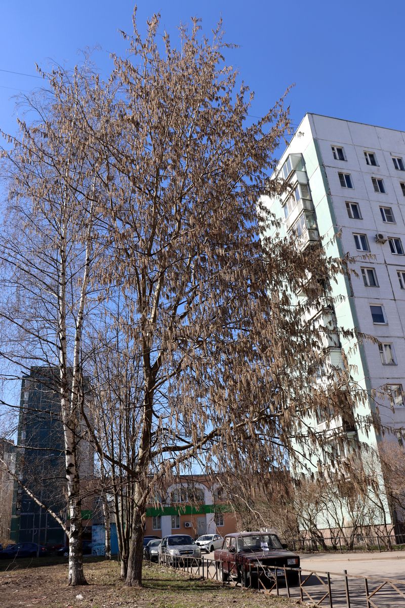 Image of Populus tremula specimen.