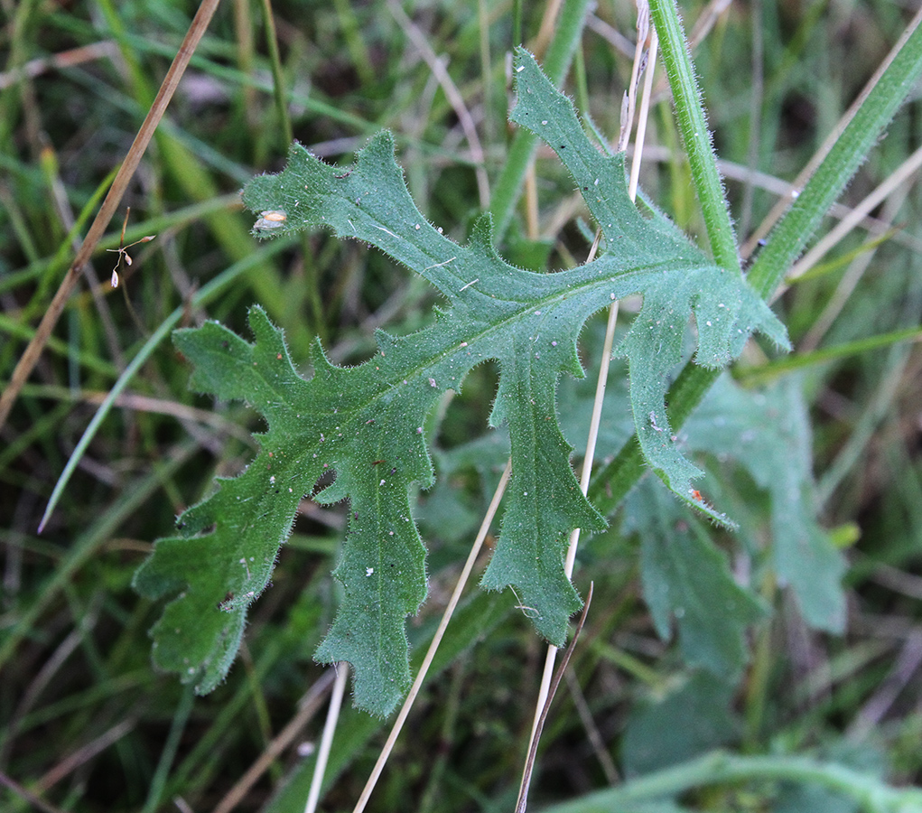 Изображение особи Senecio viscosus.