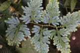 genus Selaginella. Вегетирующее растение. Малайзия, штат Паханг, р-н Jerantut, окр. пос. Kuala Tahan заповедник \"Taman Negara\". 04.11.2014.