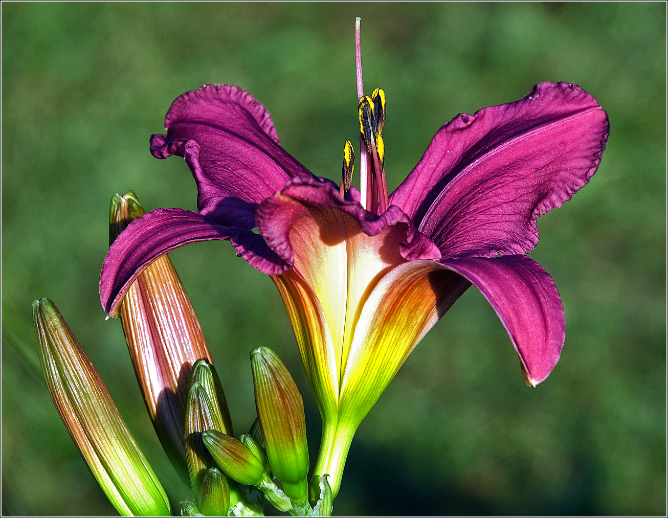 Image of Hemerocallis &times; hybrida specimen.