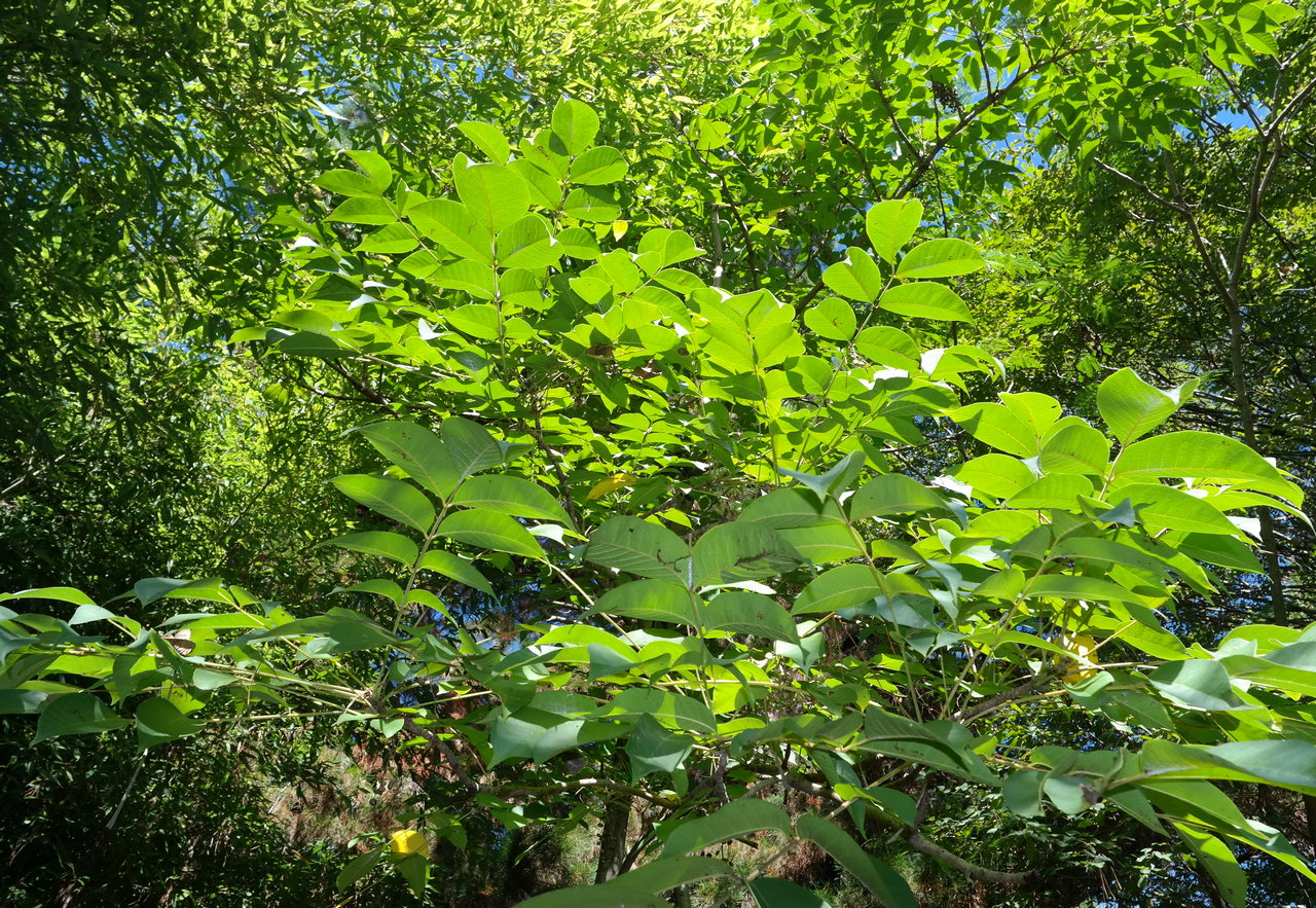 Image of Toxicodendron vernicifluum specimen.