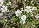 Cerastium arvense. Цветки. Якутия, Алданский р-н, берег р. Алдан в 5 км от устья р. Тимптон. 19.06.2008.