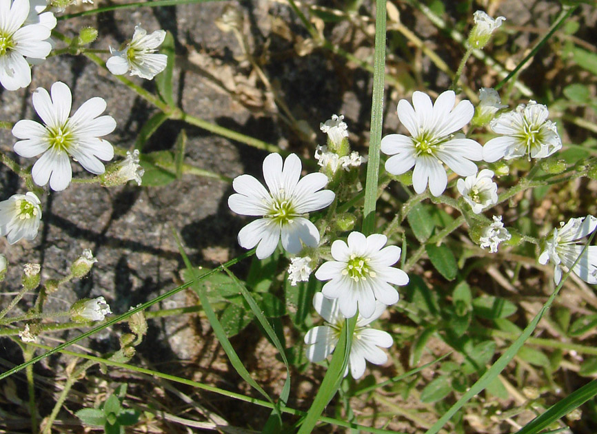 Image of Cerastium arvense specimen.