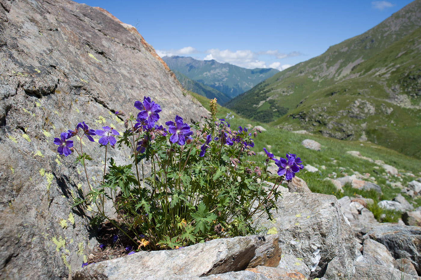 Image of Geranium gymnocaulon specimen.