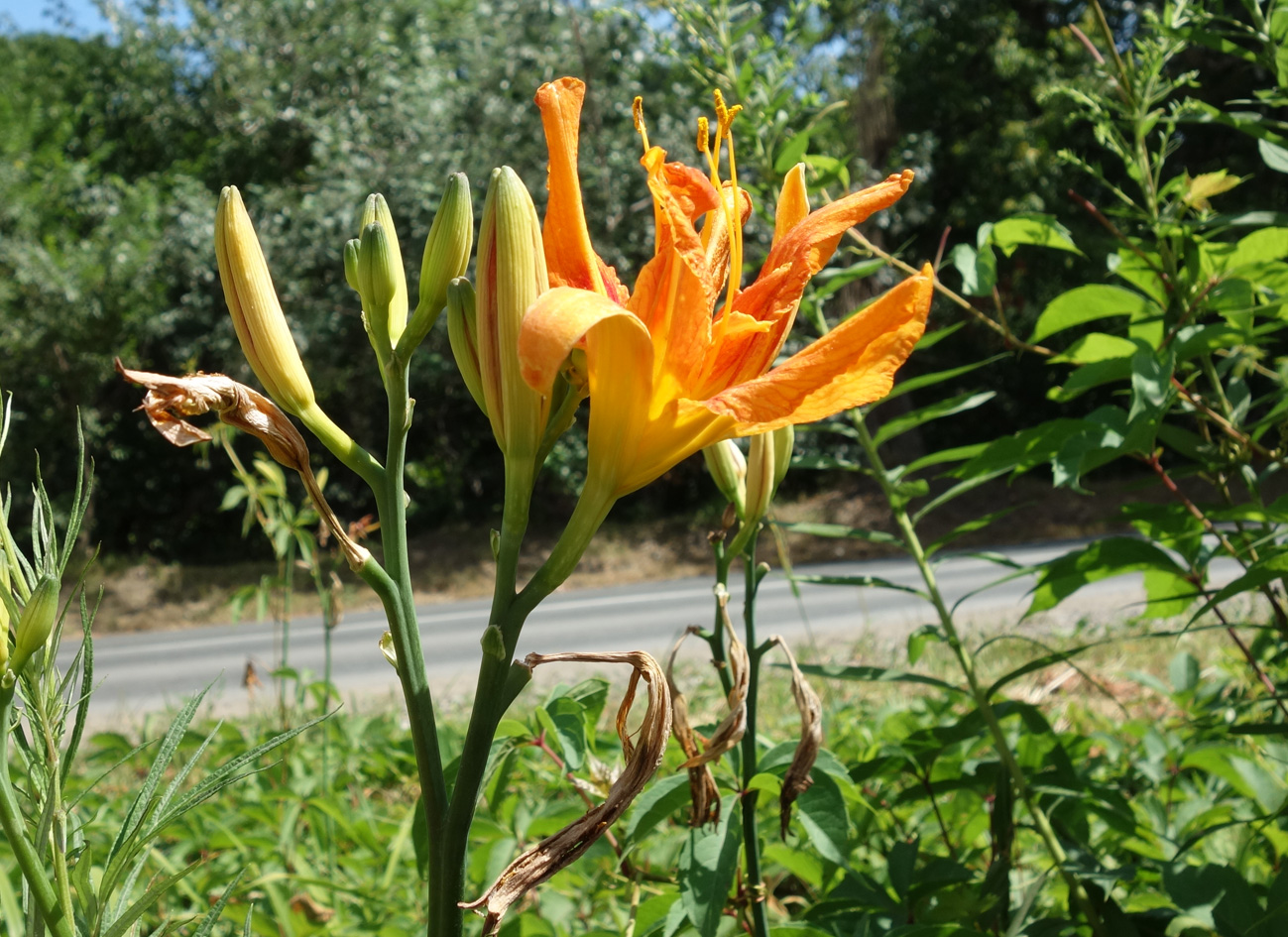 Image of genus Hemerocallis specimen.