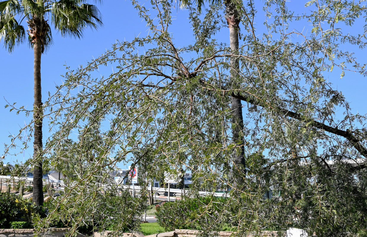 Image of Vachellia karroo specimen.