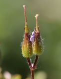 Geranium purpureum