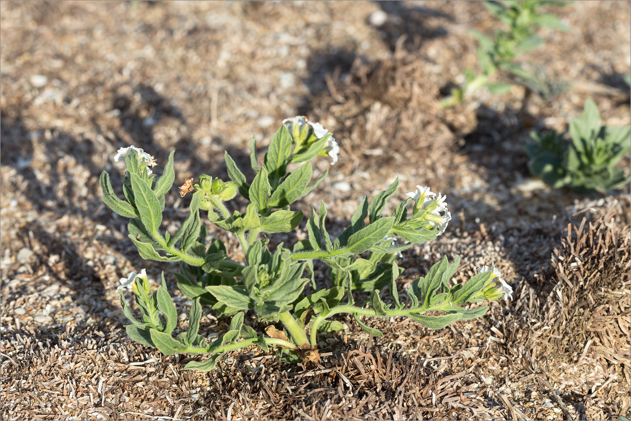 Изображение особи Argusia sibirica.