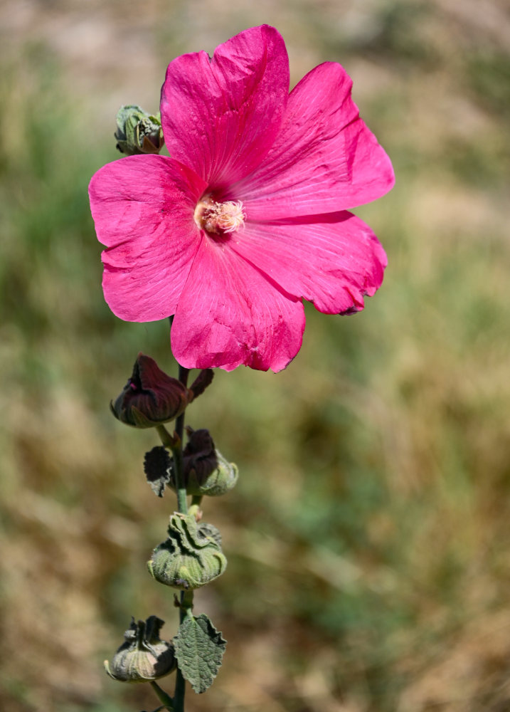 Image of Alcea rosea specimen.