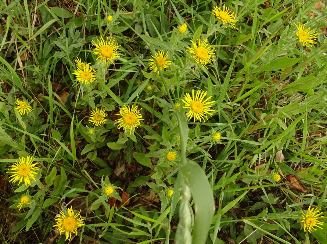 Изображение особи Inula britannica.