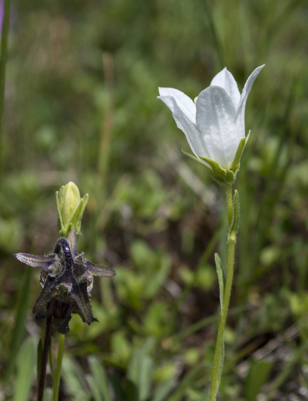 Изображение особи Campanula saxifraga.