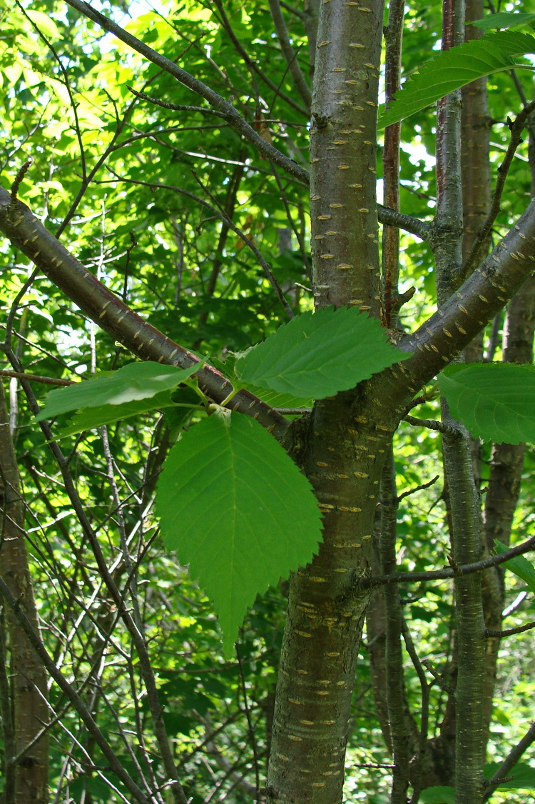 Image of Cerasus maximowiczii specimen.