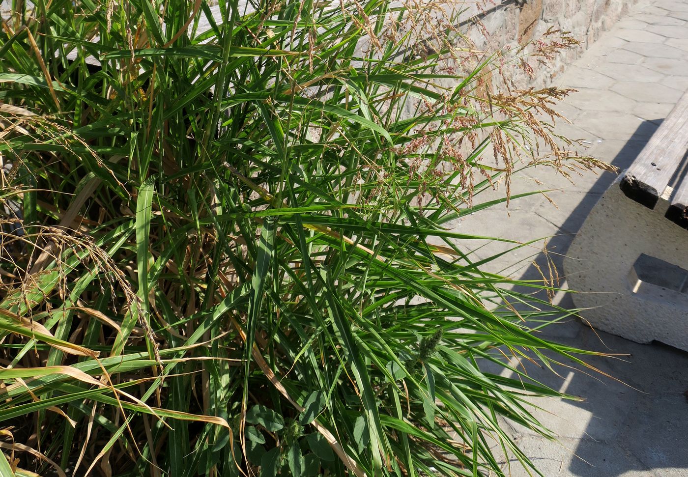 Image of Sorghum halepense specimen.