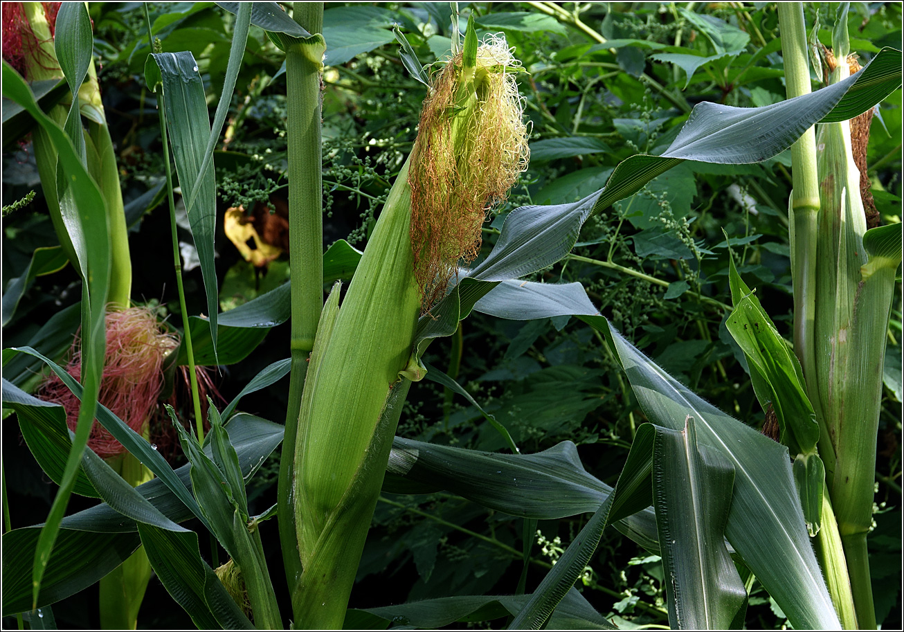 Image of Zea mays specimen.