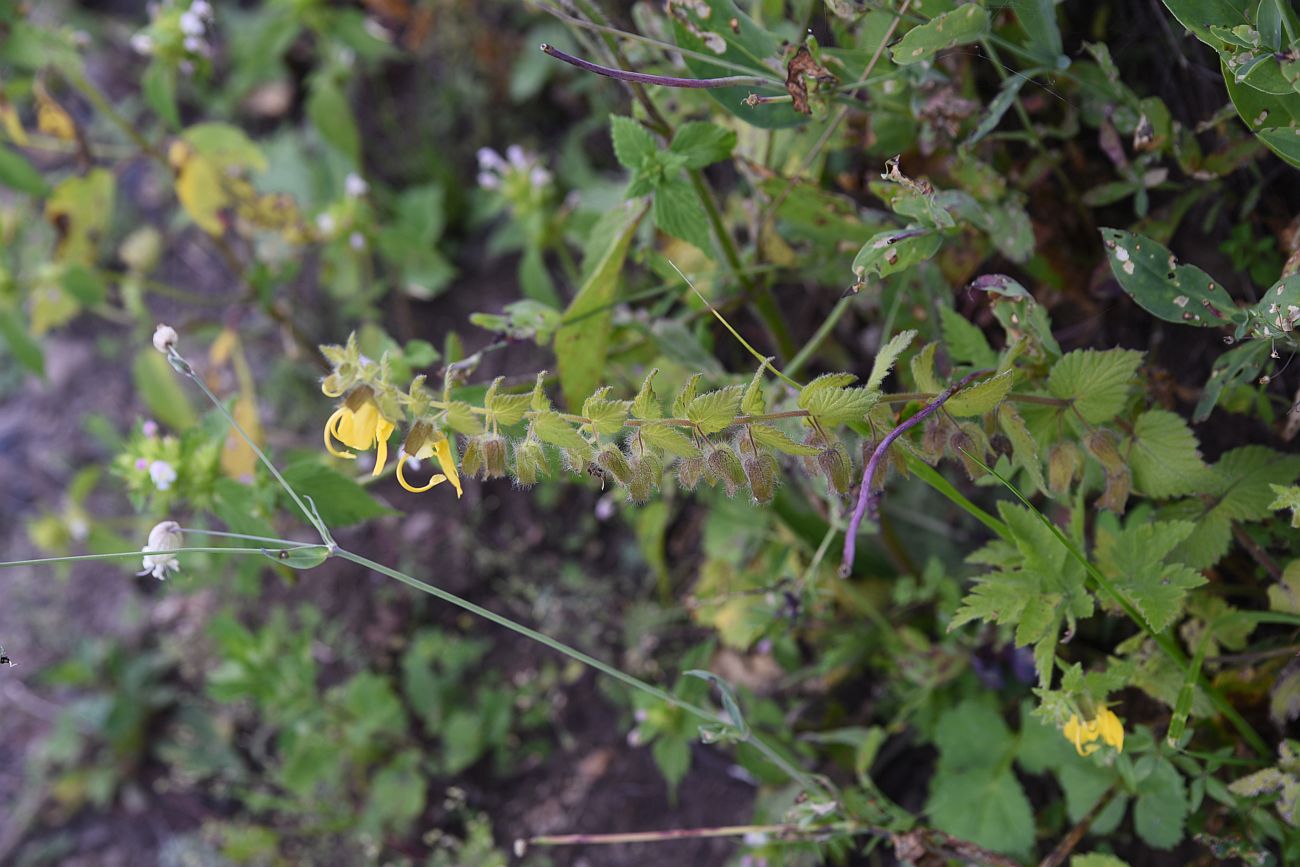 Изображение особи Rhynchocorys orientalis.