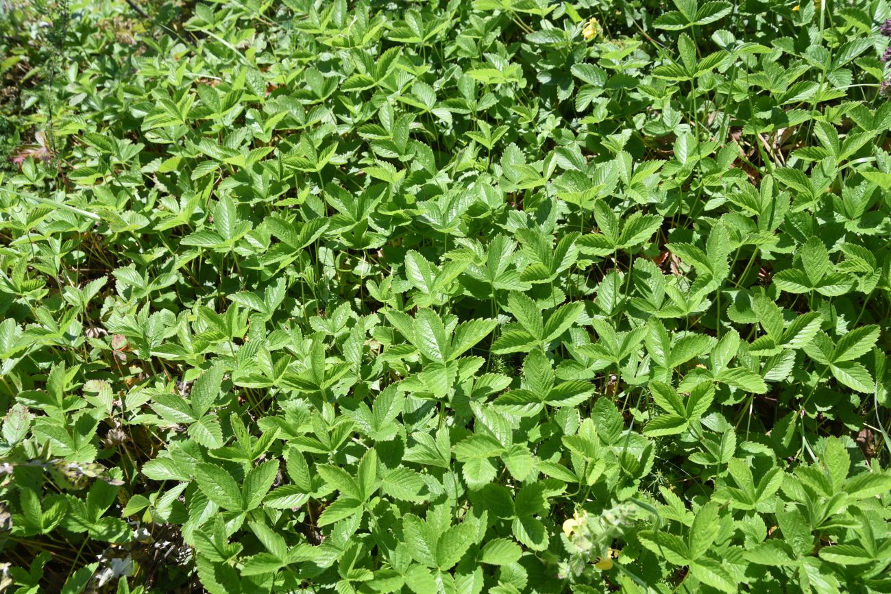 Image of familia Rosaceae specimen.