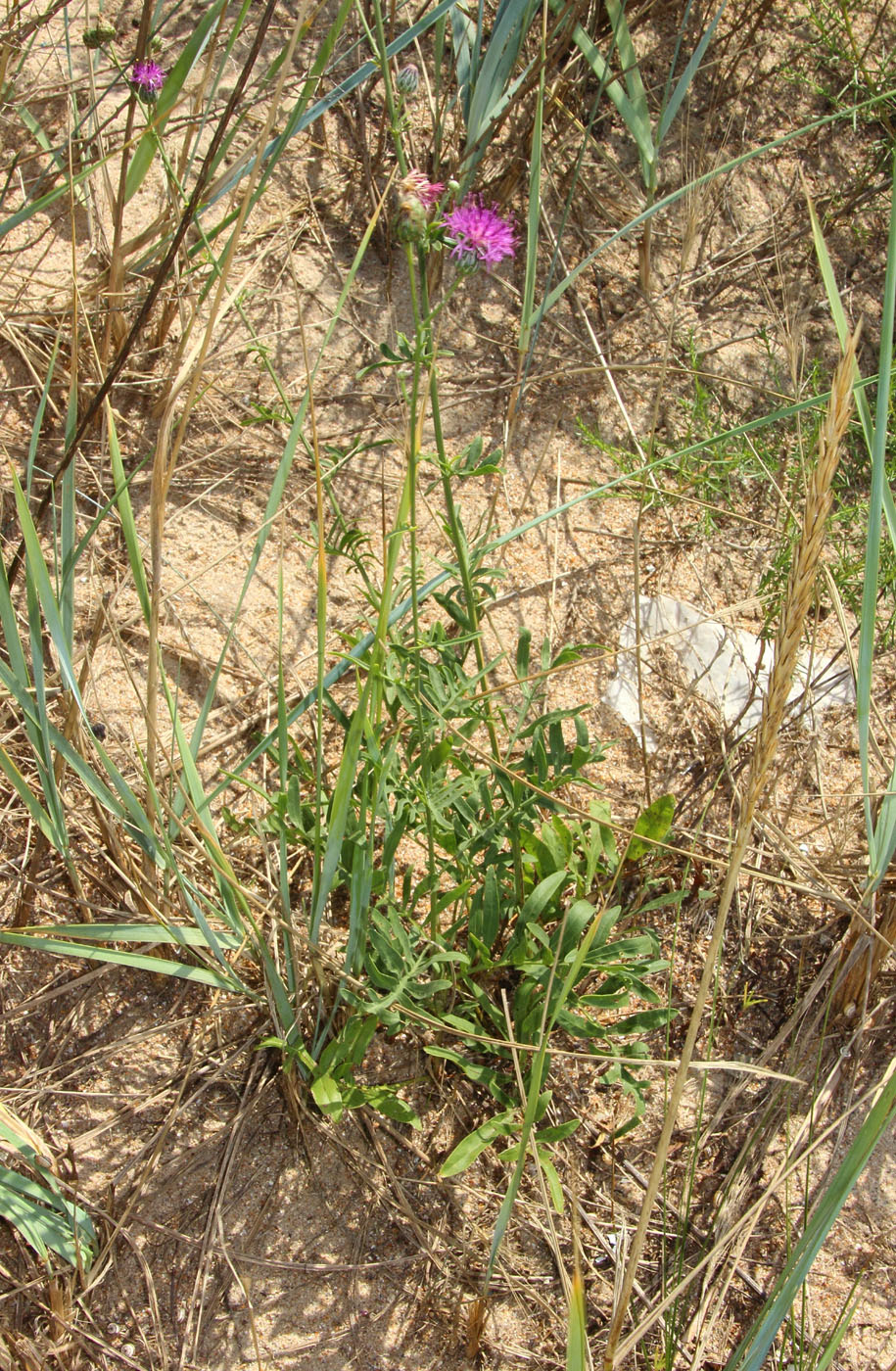 Image of Centaurea adpressa specimen.