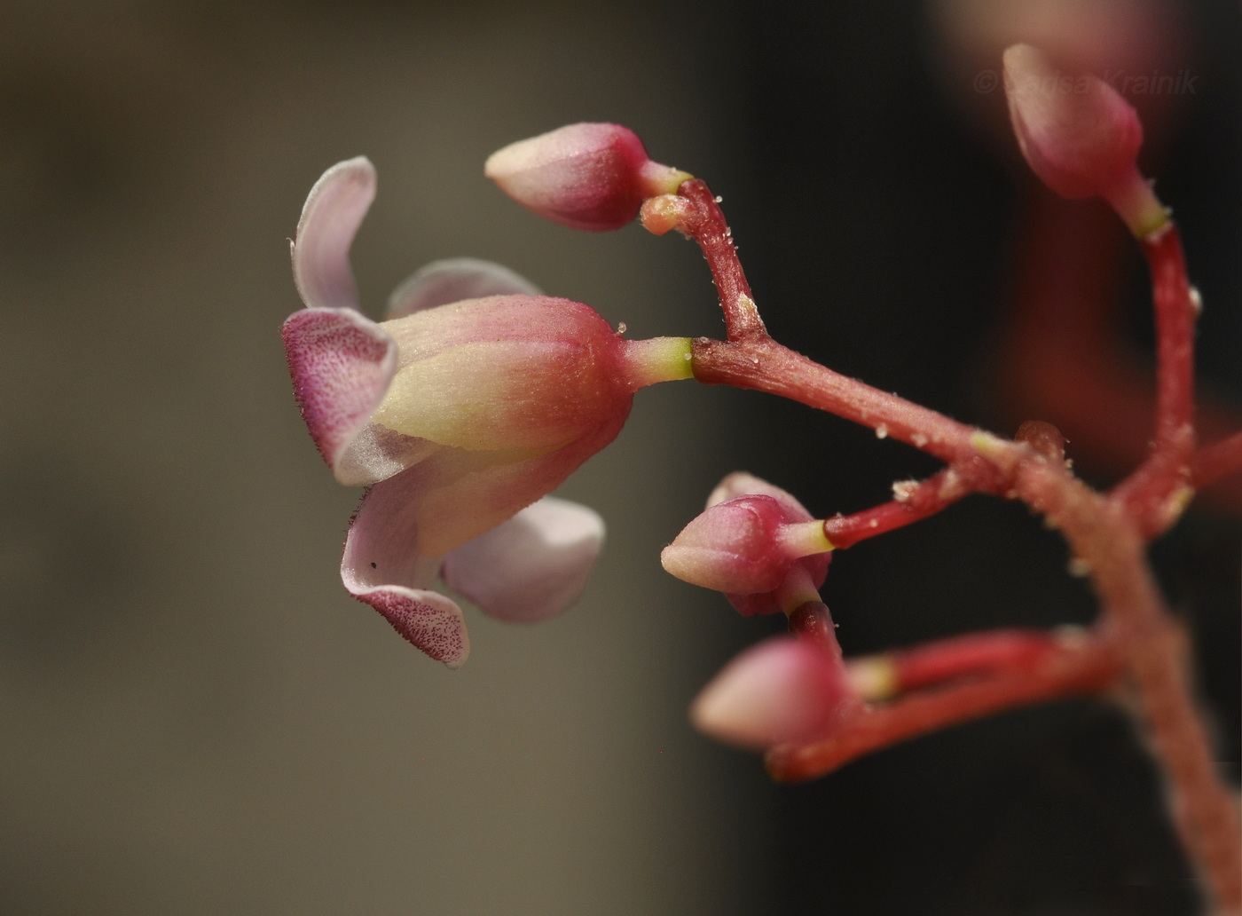 Изображение особи Averrhoa carambola.