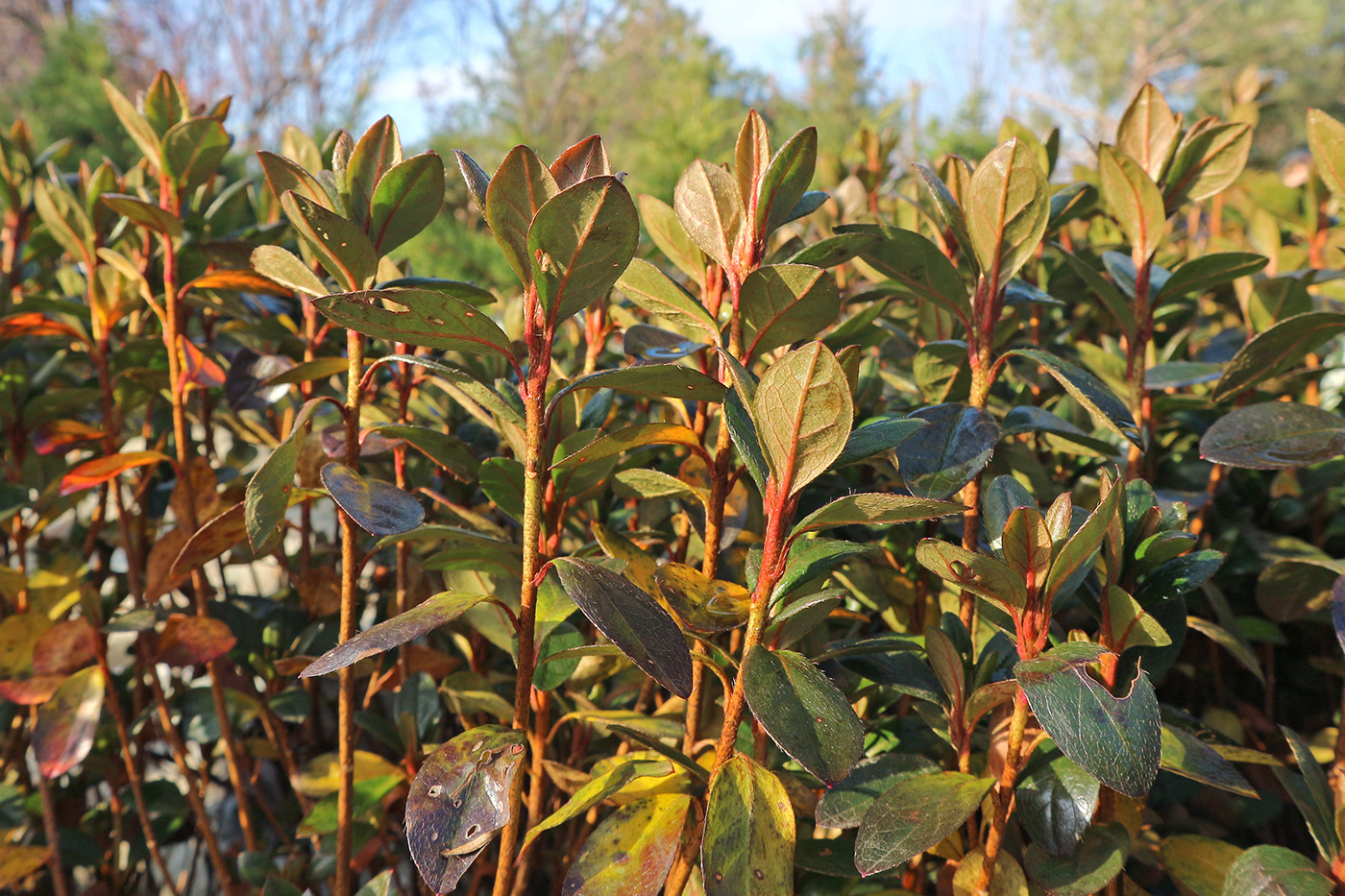 Image of genus Rhododendron specimen.