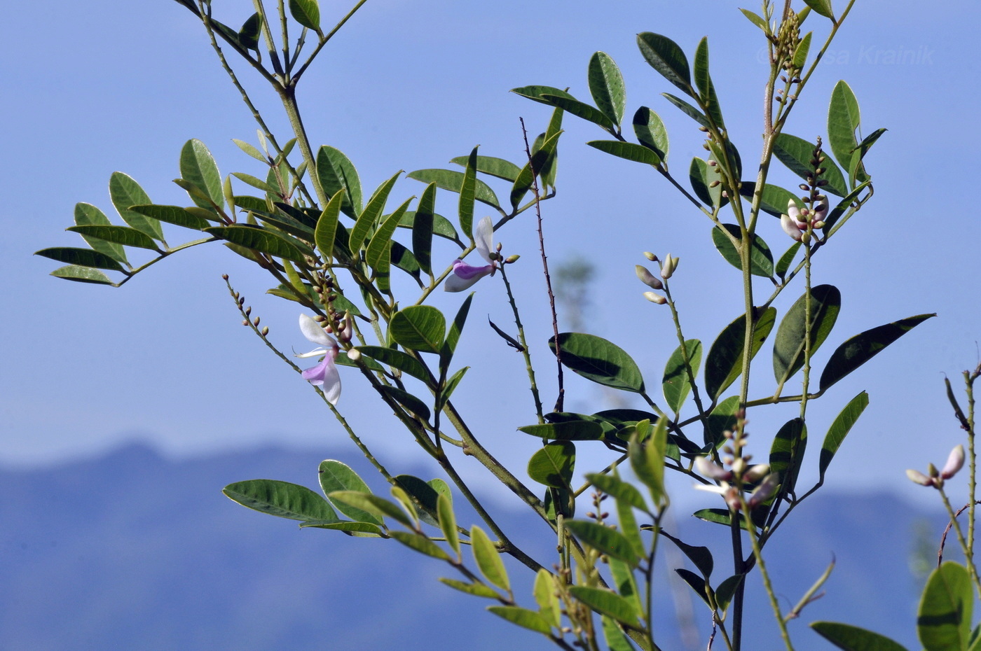 Image of familia Fabaceae specimen.