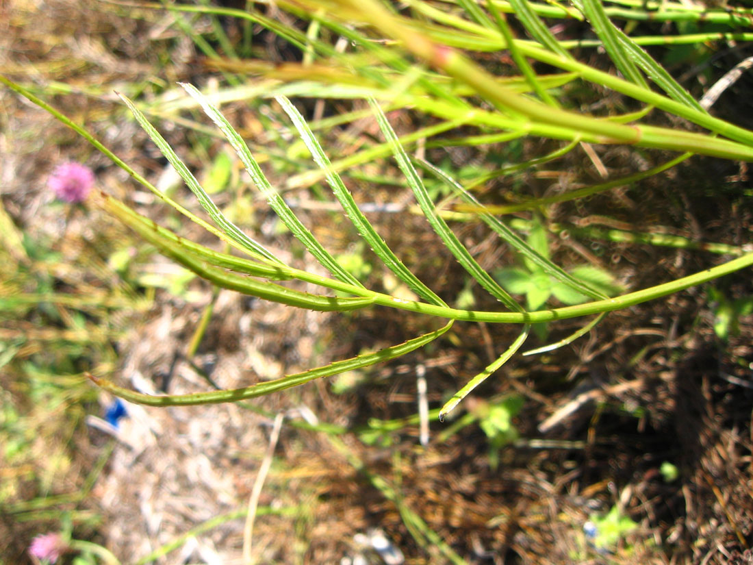 Image of Cicuta virosa specimen.