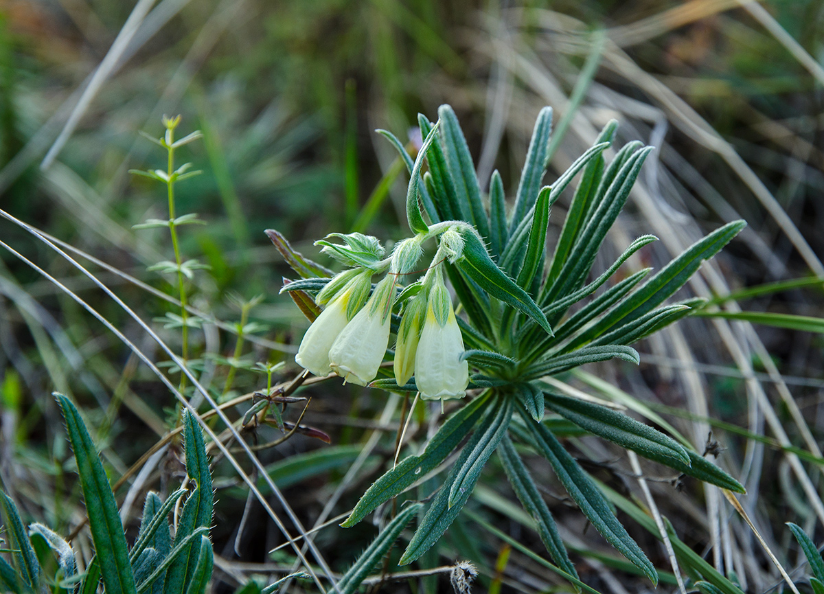 Изображение особи Onosma simplicissima.