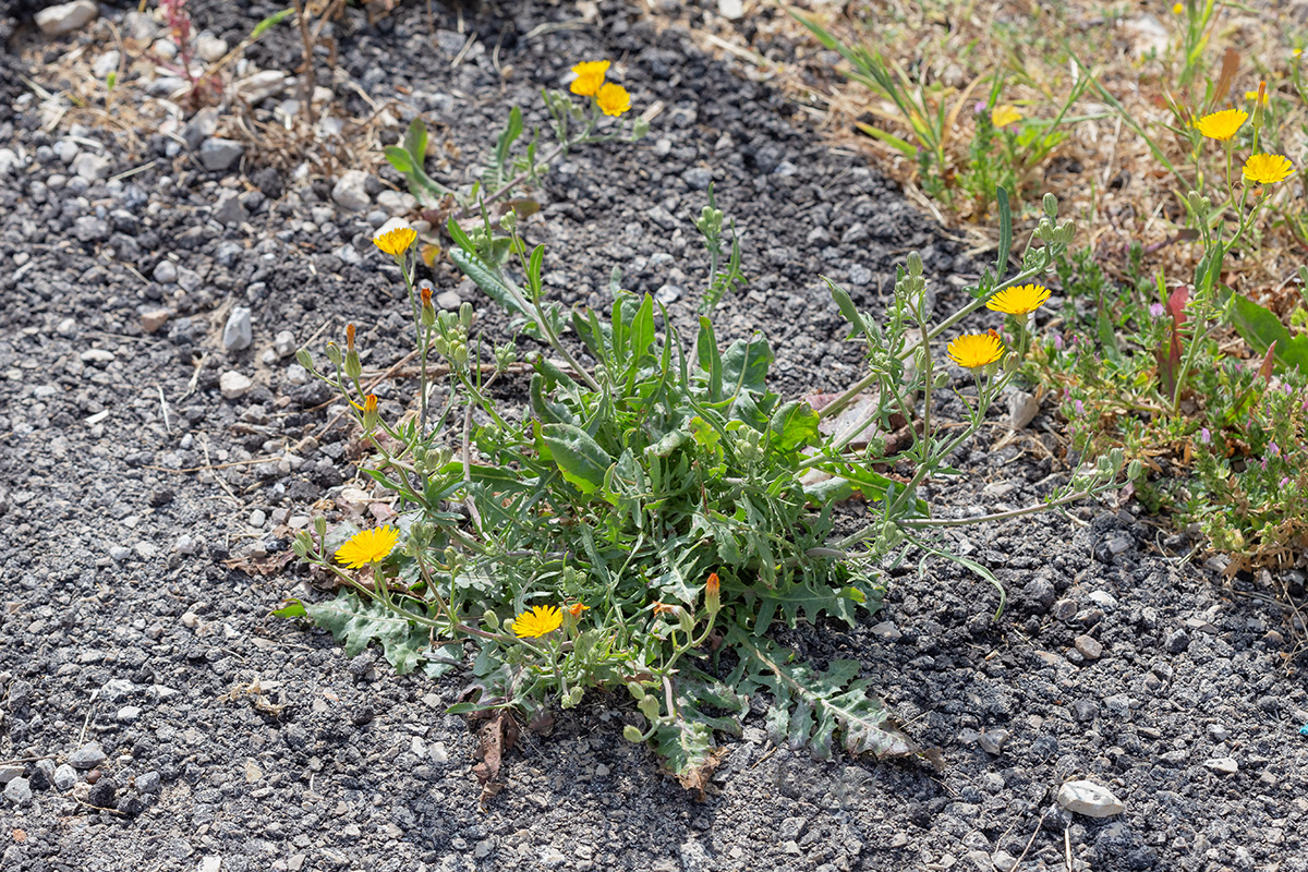 Изображение особи Crepis aculeata.