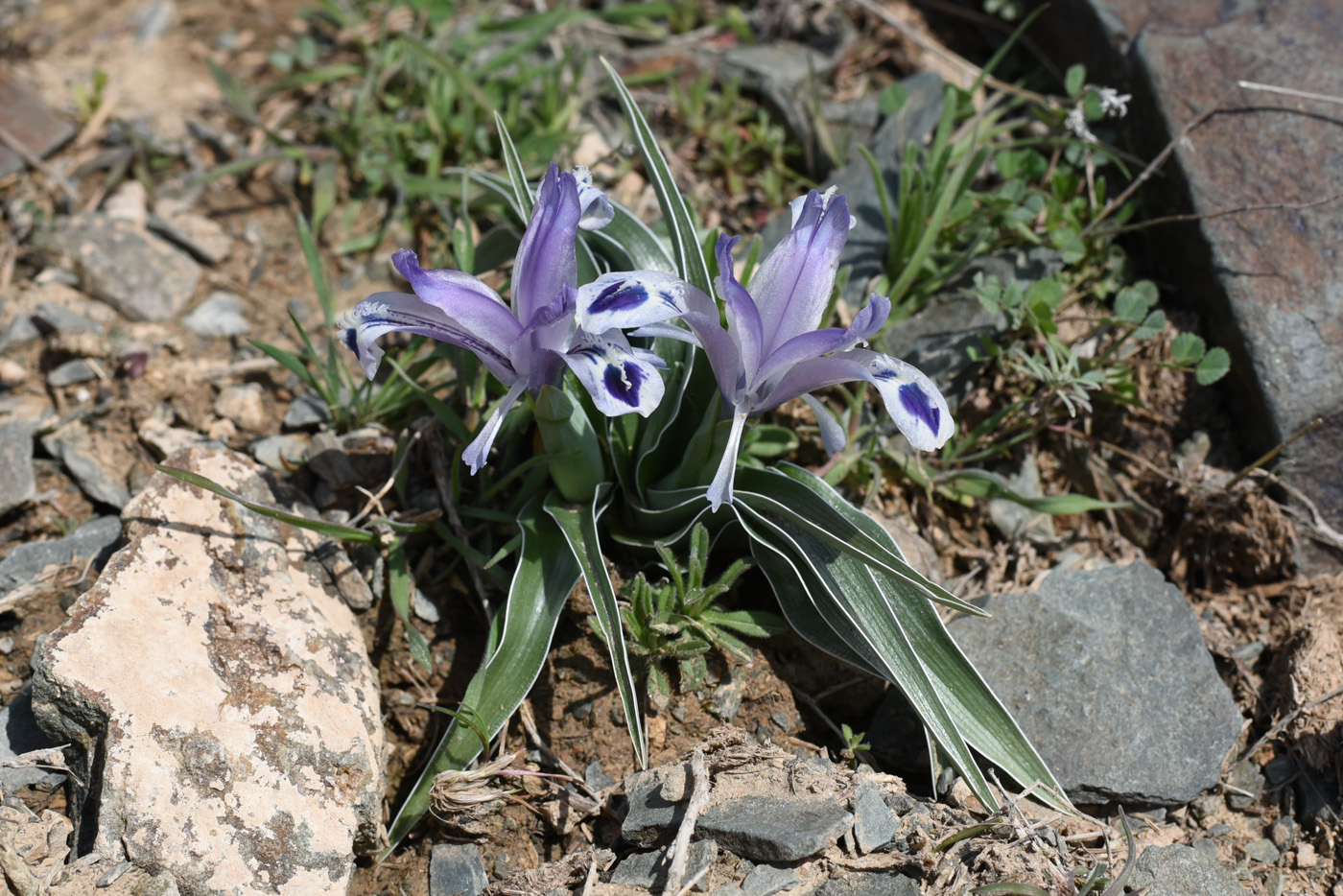 Image of Juno kuschakewiczii specimen.